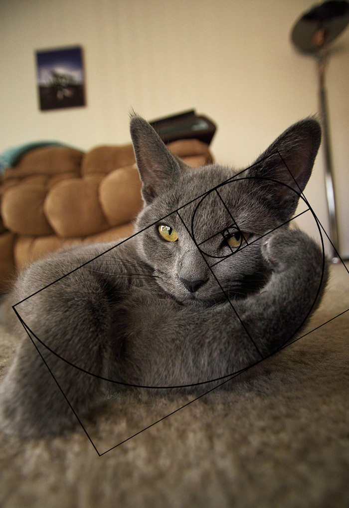 composicion-gatos-secuencia-fibonacci (2)