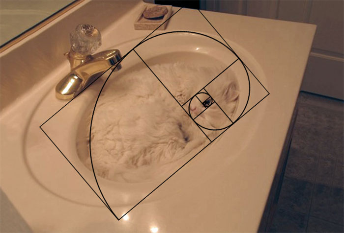 composicion-gatos-secuencia-fibonacci (7)