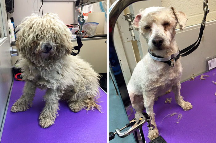corte-pelo-gratis-perros-viejos-refugio-mark-imhof (1)