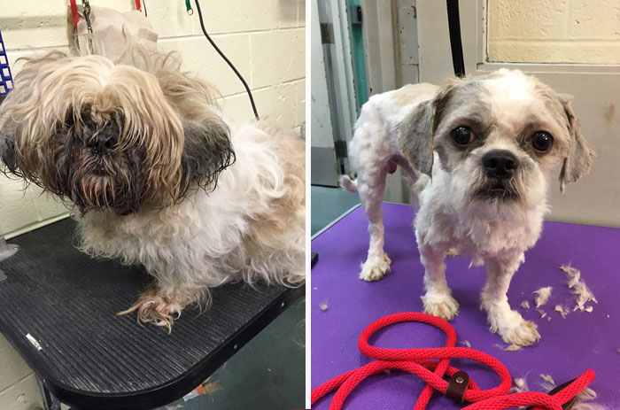 corte-pelo-gratis-perros-viejos-refugio-mark-imhof (10)