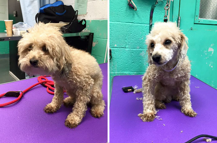 corte-pelo-gratis-perros-viejos-refugio-mark-imhof (2)