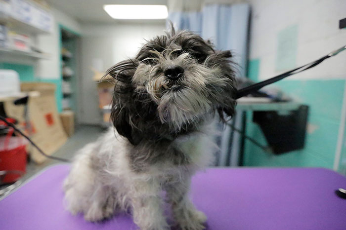 corte-pelo-gratis-perros-viejos-refugio-mark-imhof (3)