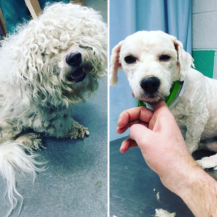 corte-pelo-gratis-perros-viejos-refugio-mark-imhof (5)