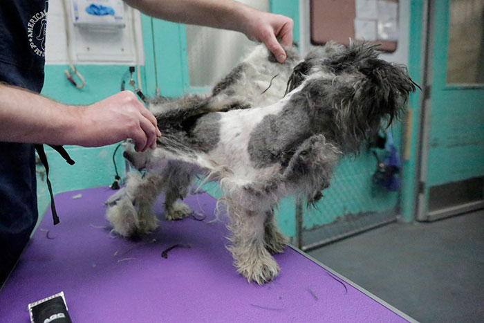 corte-pelo-gratis-perros-viejos-refugio-mark-imhof (6)