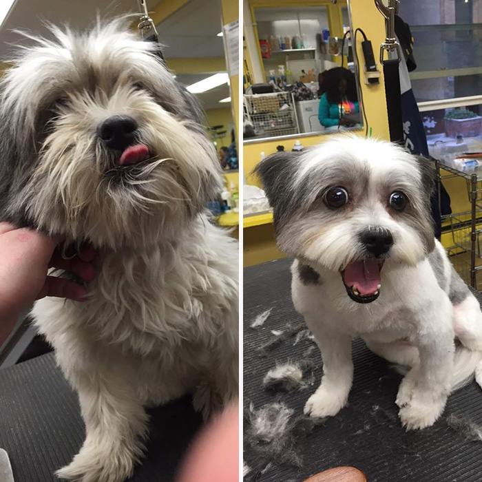corte-pelo-gratis-perros-viejos-refugio-mark-imhof (7)
