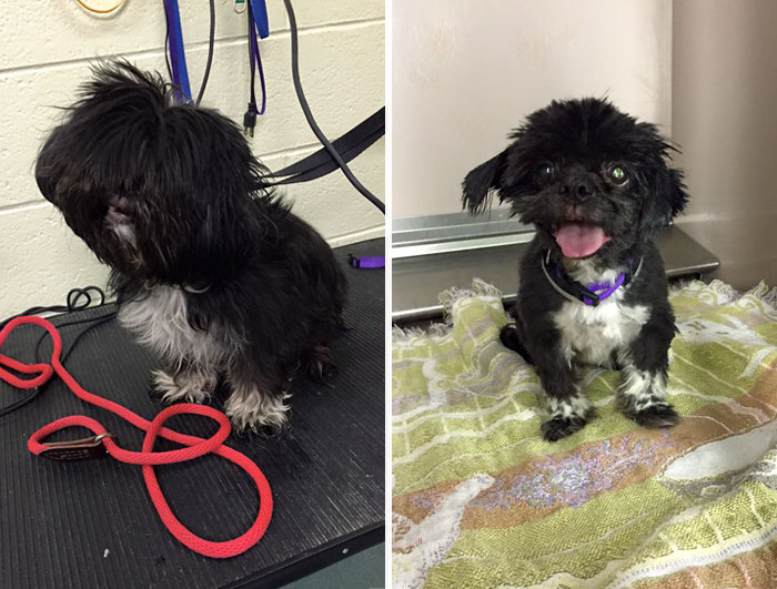corte-pelo-gratis-perros-viejos-refugio-mark-imhof (9)
