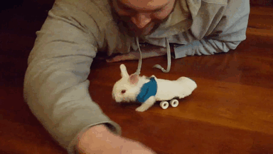 cria-conejo-paralitico-monopatin-wheelz (1)