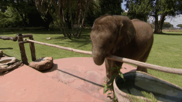 cria-elefante-rescatada-moyo-roxy-danckwerts-zimbabue (1)