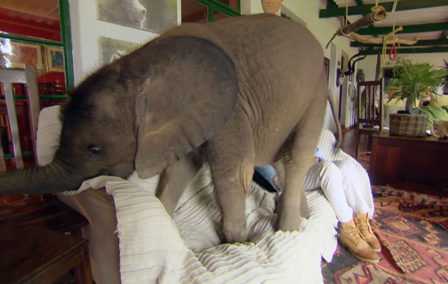 cria-elefante-rescatada-moyo-roxy-danckwerts-zimbabue (1)