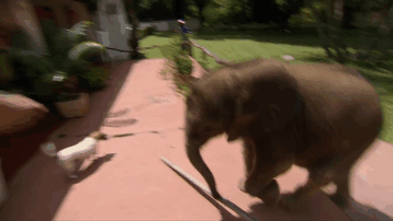 cria-elefante-rescatada-moyo-roxy-danckwerts-zimbabue (2)