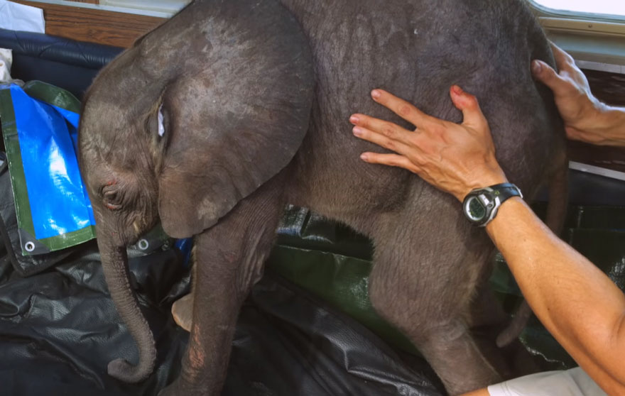 cria-elefante-rescatada-moyo-roxy-danckwerts-zimbabue (2)