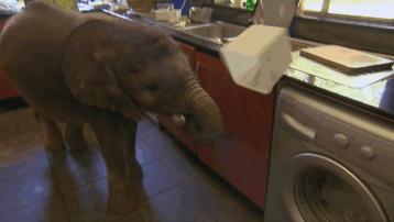 cria-elefante-rescatada-moyo-roxy-danckwerts-zimbabue (3)