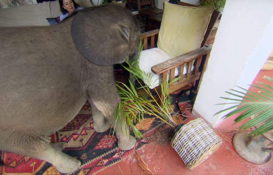 cria-elefante-rescatada-moyo-roxy-danckwerts-zimbabue (5)