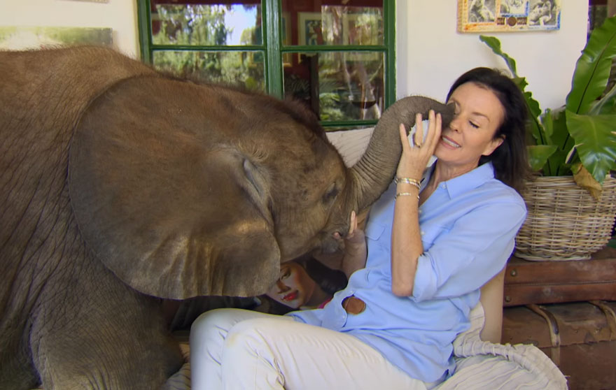 cria-elefante-rescatada-moyo-roxy-danckwerts-zimbabue (6)