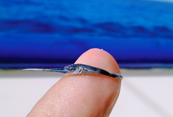 Un biólogo marino nos muestra cómo es una cría de pez espada