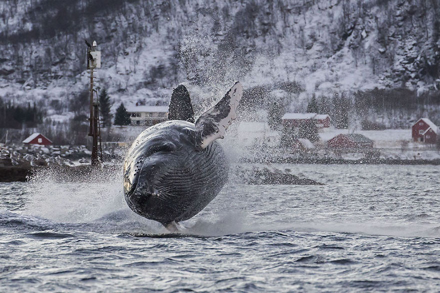 dia-mundial-ballenas (1)