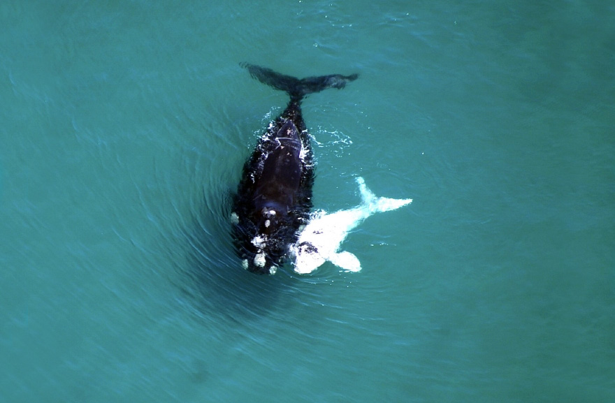 dia-mundial-ballenas (10)