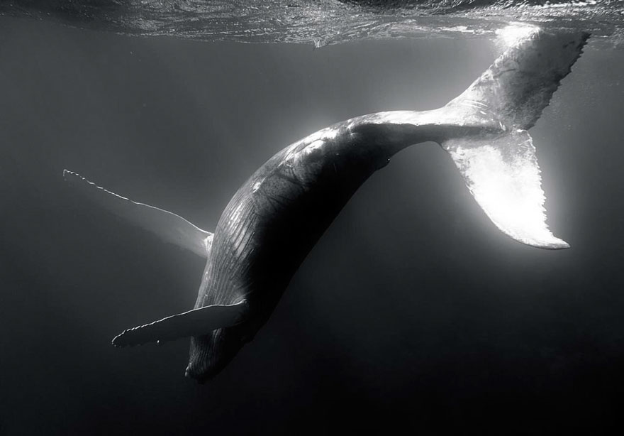 dia-mundial-ballenas (20)