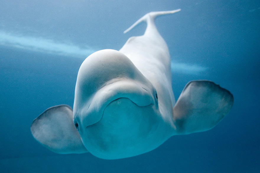 dia-mundial-ballenas (3)