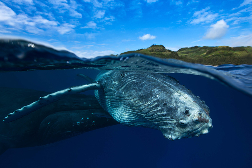 dia-mundial-ballenas (32)