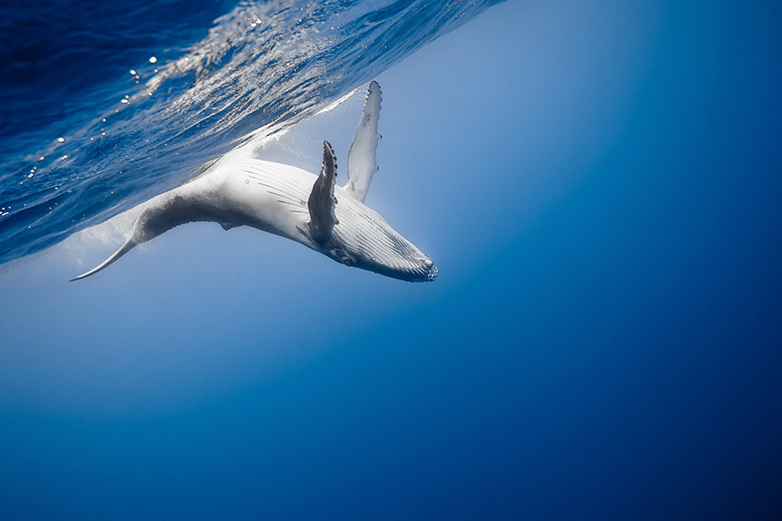 dia-mundial-ballenas (38)