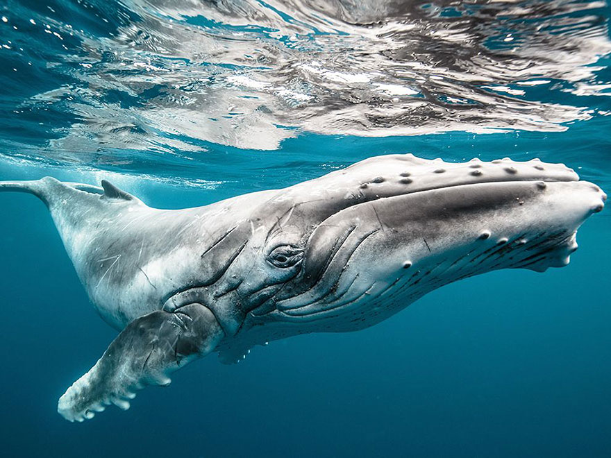 dia-mundial-ballenas (5)
