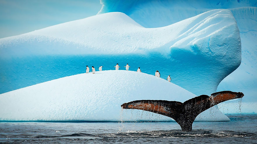 dia-mundial-ballenas (55)
