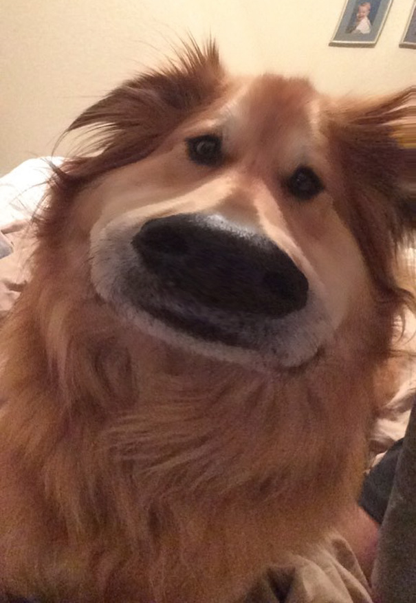 filtro-snapchat-perro-dug-pelicula-up (2)