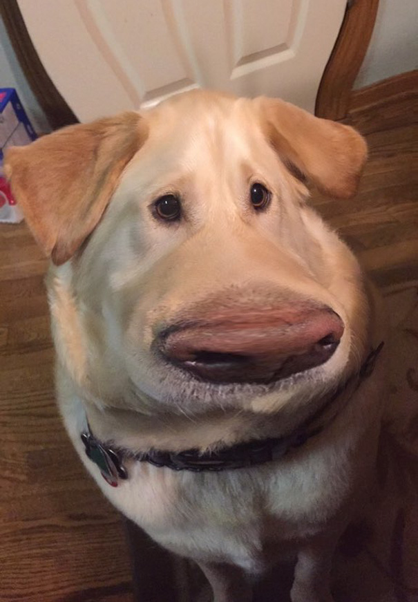 filtro-snapchat-perro-dug-pelicula-up (3)