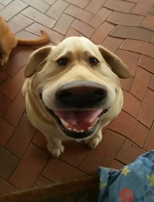 filtro-snapchat-perro-dug-pelicula-up (4)