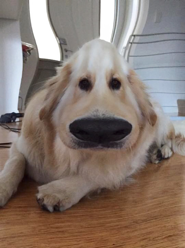 filtro-snapchat-perro-dug-pelicula-up (5)