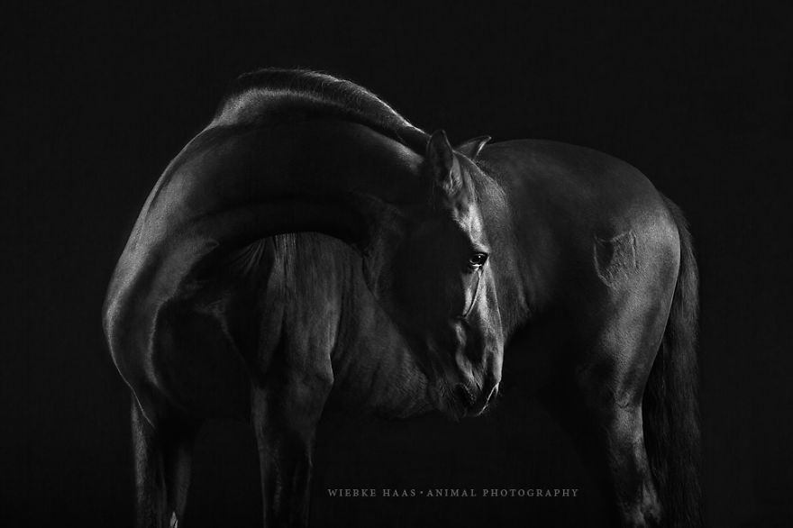 fotografia-equina-wiebke-haas (1)
