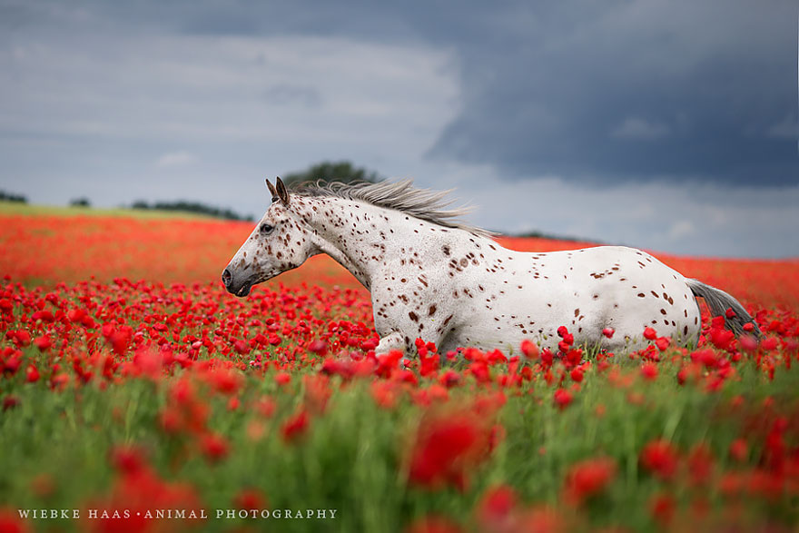 fotografia-equina-wiebke-haas (10)