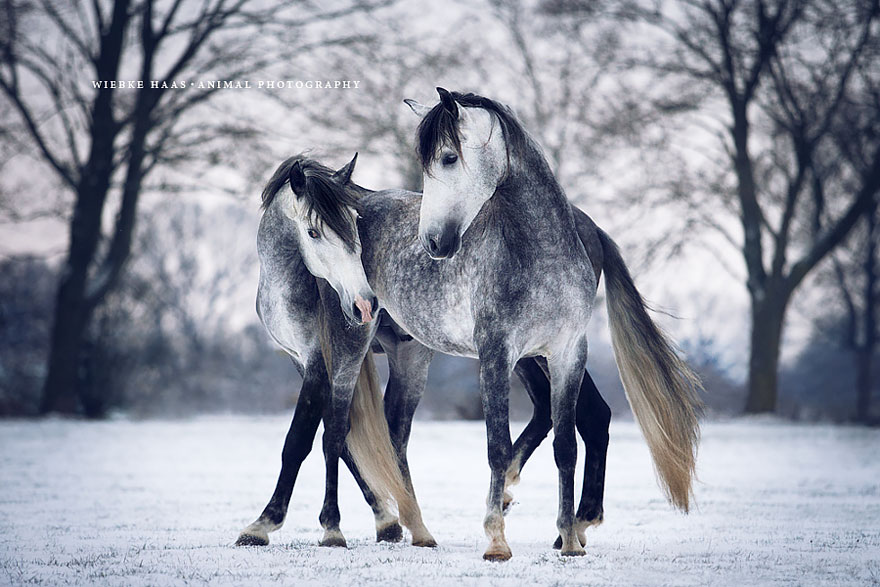 fotografia-equina-wiebke-haas (11)