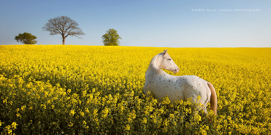 fotografia-equina-wiebke-haas (12)