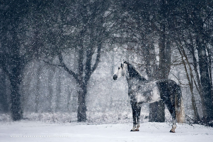 fotografia-equina-wiebke-haas (13)