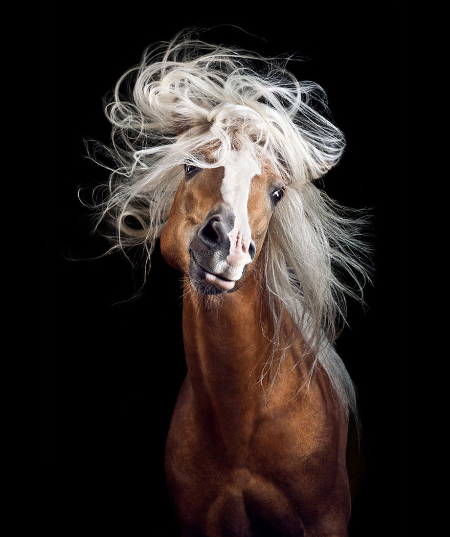 fotografia-equina-wiebke-haas (15)