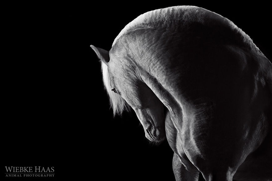 fotografia-equina-wiebke-haas (16)