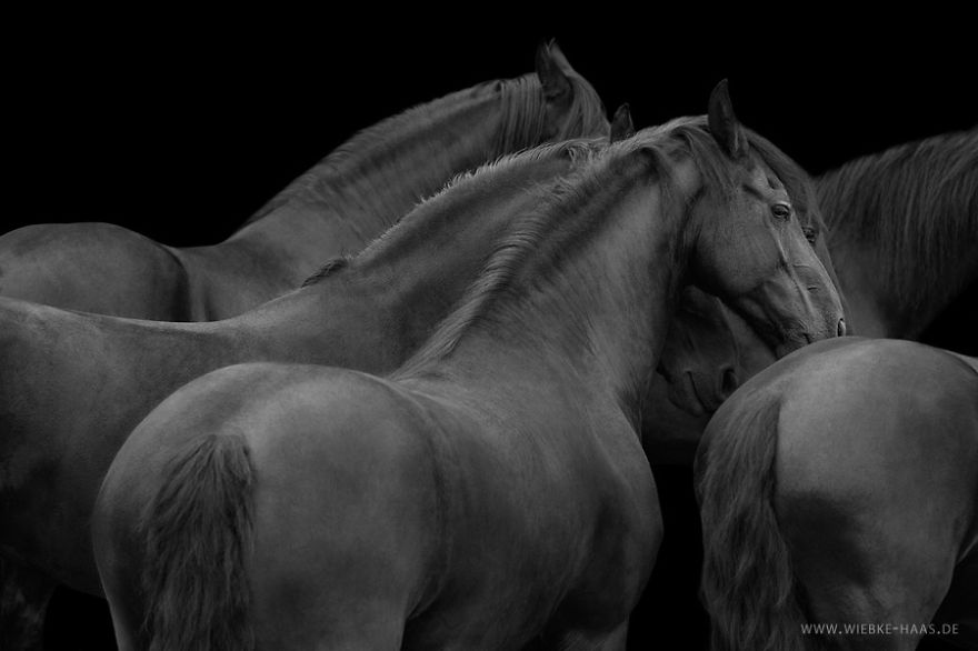 fotografia-equina-wiebke-haas (17)