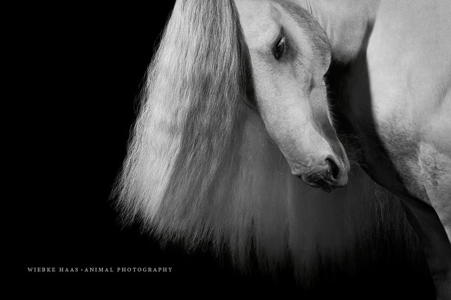 fotografia-equina-wiebke-haas (18)