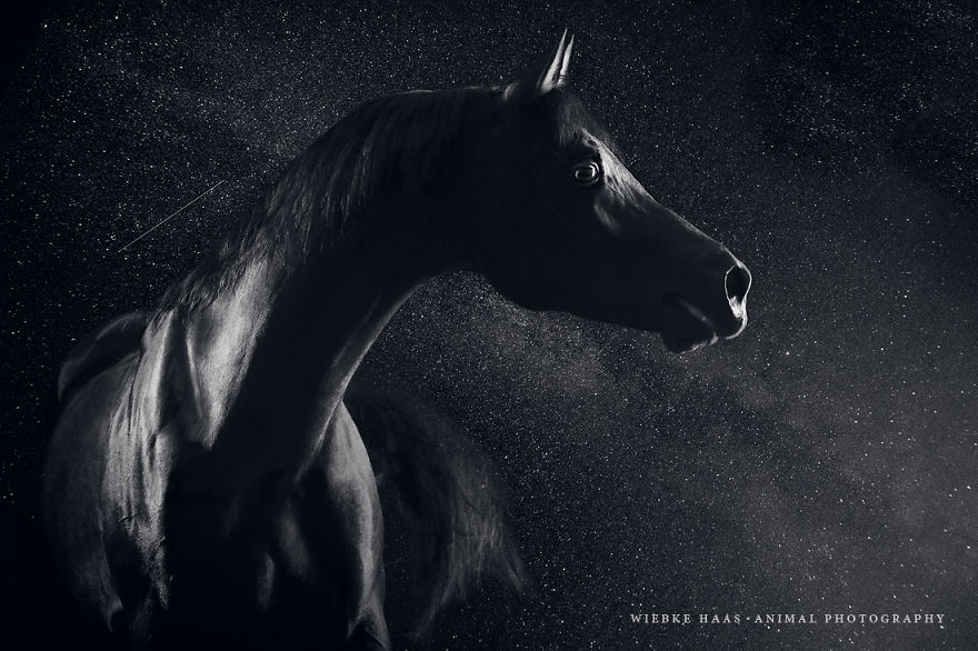 fotografia-equina-wiebke-haas (19)