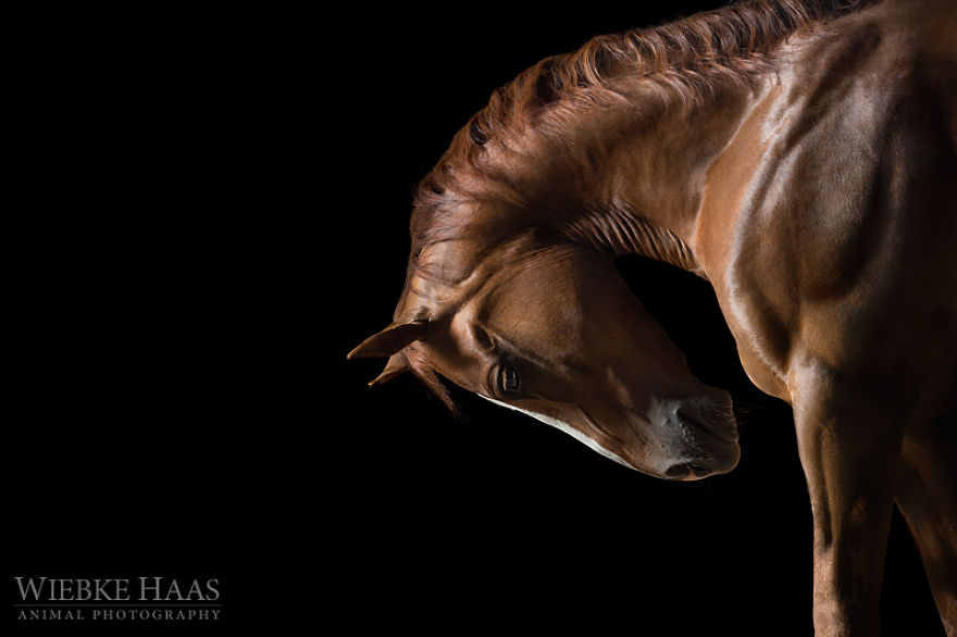 fotografia-equina-wiebke-haas (2)