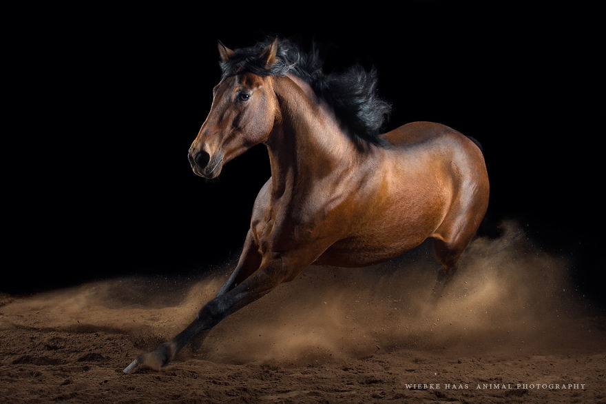 fotografia-equina-wiebke-haas (20)
