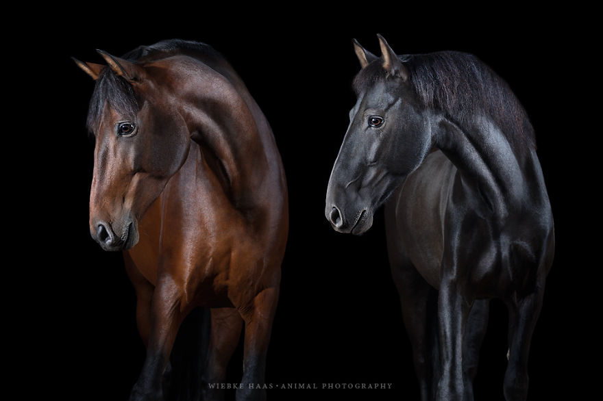 fotografia-equina-wiebke-haas (21)