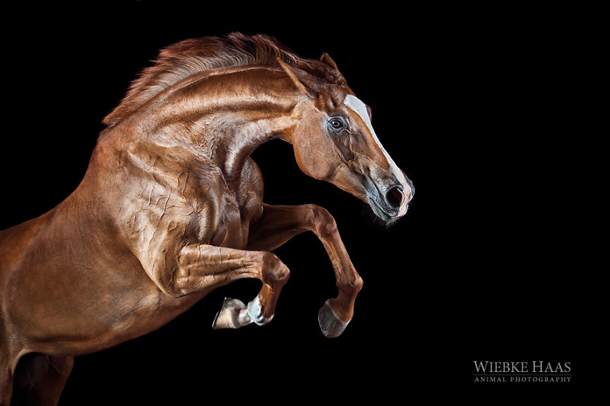 fotografia-equina-wiebke-haas (3)