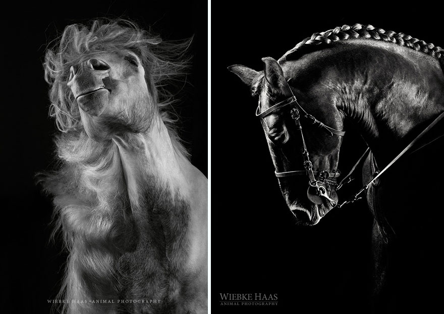 fotografia-equina-wiebke-haas (5)