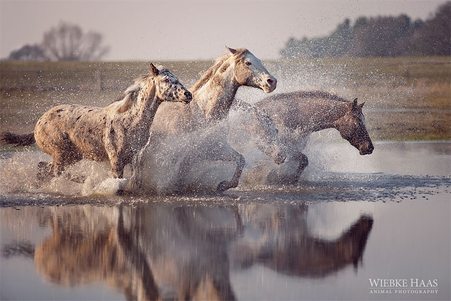 fotografia-equina-wiebke-haas (7)