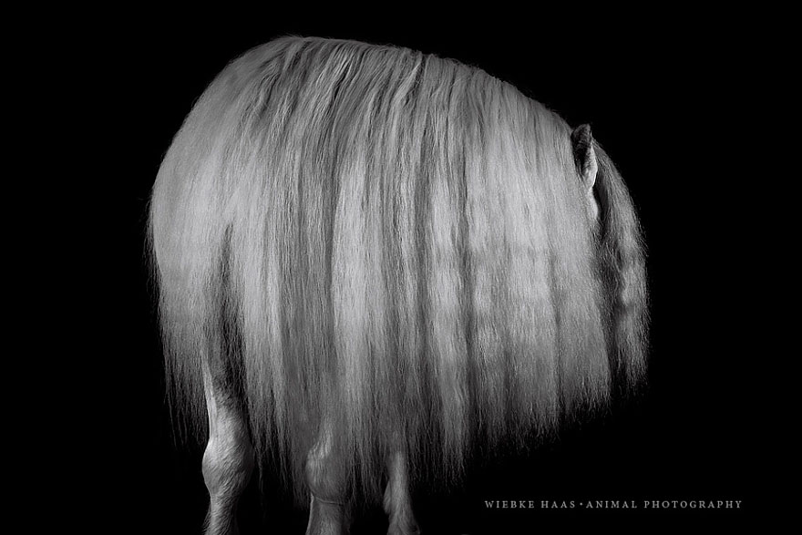 fotografia-equina-wiebke-haas (9)