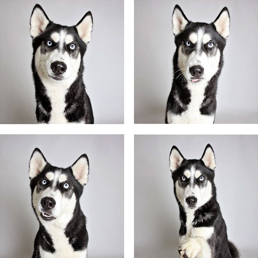 fotomaton-adopcion-perros-organizacion-humanitaria-utah-2 (1)