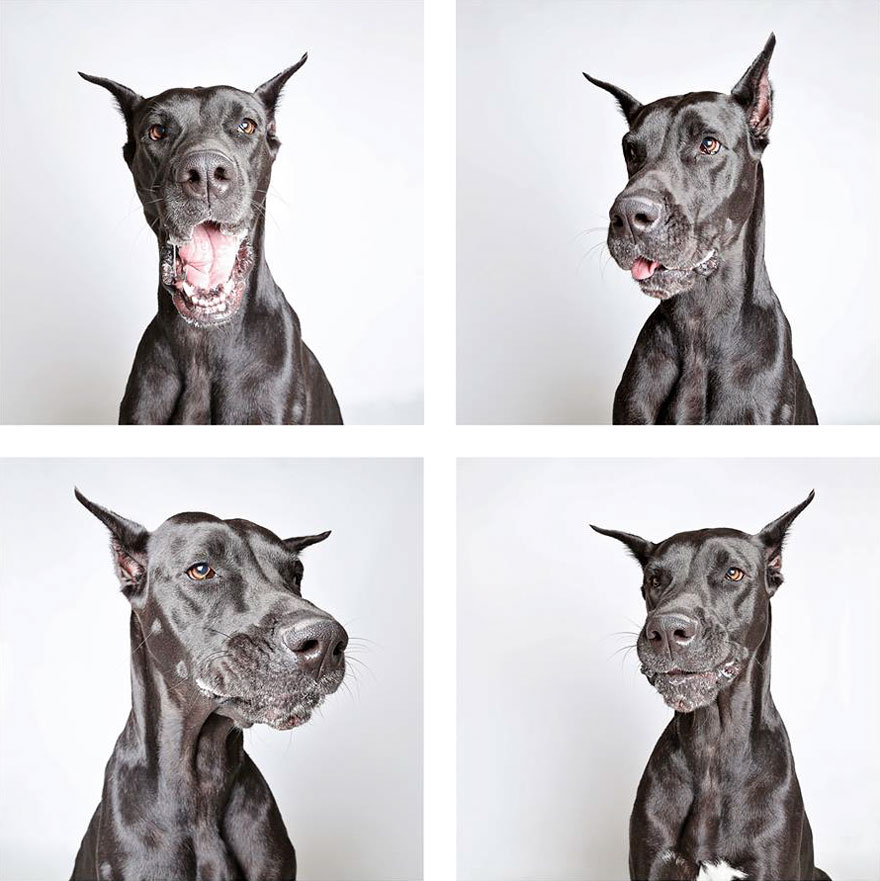 fotomaton-adopcion-perros-organizacion-humanitaria-utah-2 (10)